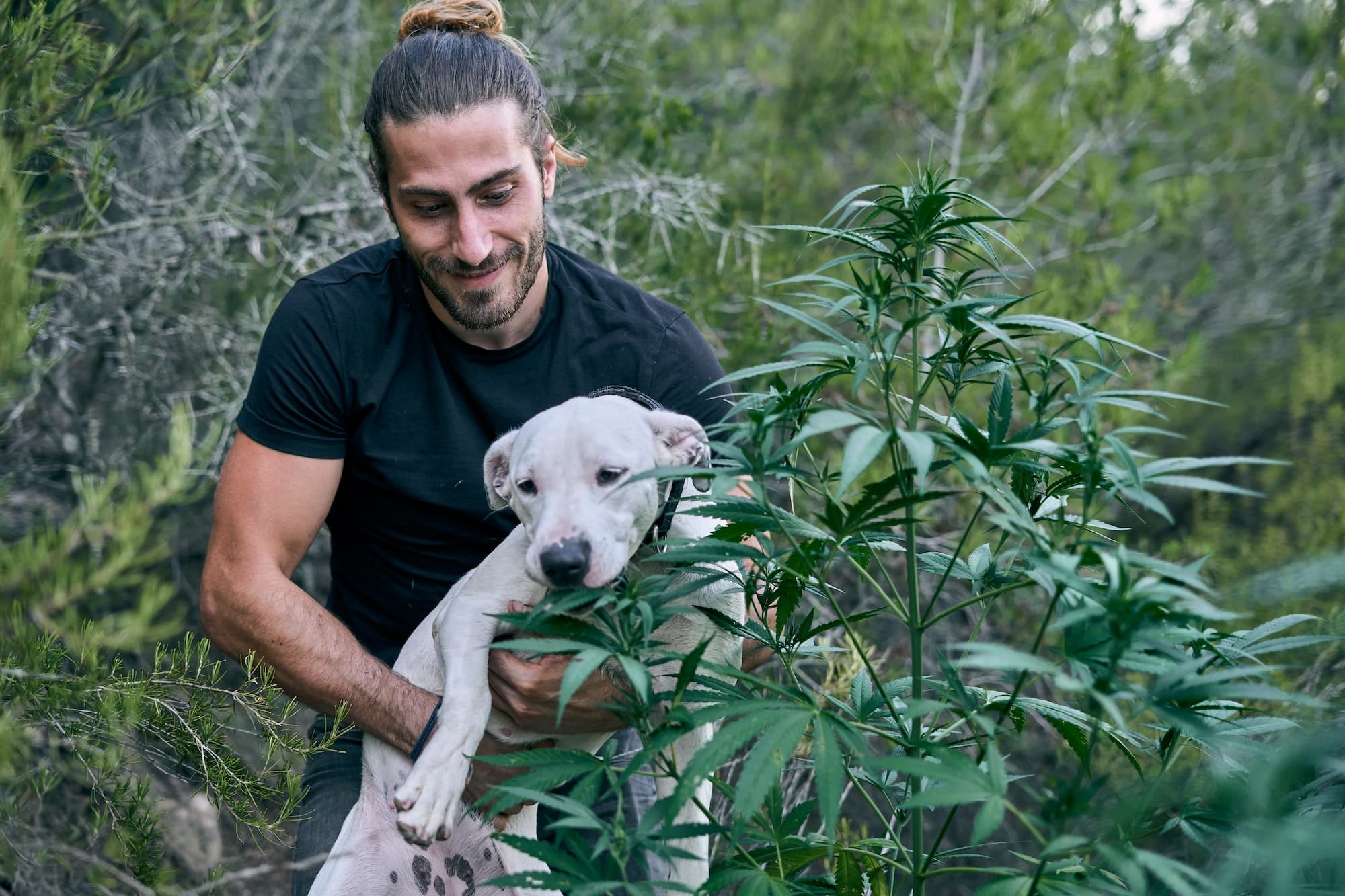 Le cannabis est-il nocif pour les chiens ?